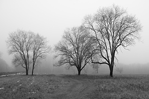 Three Trees by Luann Pero