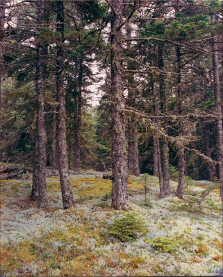 Mossy Forest by Gary Thompson