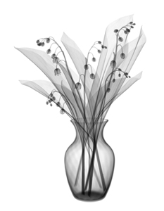 Lily of the Valley by Jim Wehtje