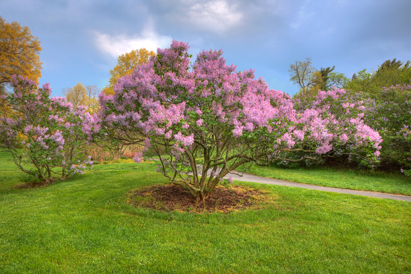 Lilac Pink by Sheridna Vincent