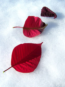 Change by Tori LaColla