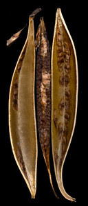 Aging by Patti Russotti