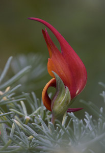 Flowering Crab by Lois Trieb