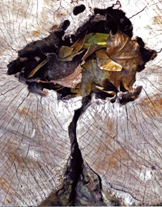 Tree of Life by Mark Bangs