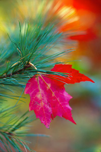 Captured Leaf by John Williamson