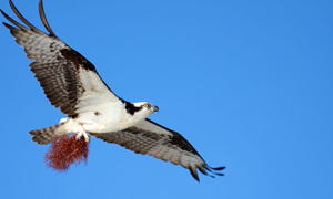 Osprey by Ted Barnett