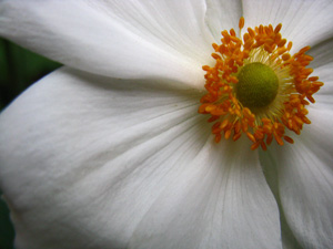 Anemone Study #4 by Stanley Hattman