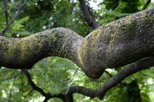 Untitled from Looking at Trees by Larry Merrill