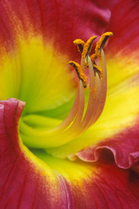 Red Lilly by Lois Trieb