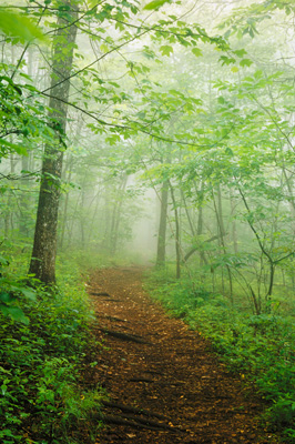 Trail to Crabtree Falls by Gary Thompson