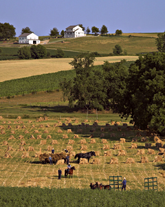 Traditional Hay Harvesting by Carl Crumley