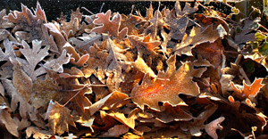 Autumn Symphony by Dan Nolan