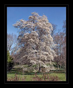 Spring's Glory by Dick Bennett