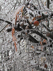 Frozen by Ashley Weber