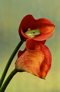 Frog in Calla Lilly by John Williamson