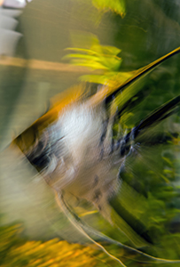 Angel Fish by Carl Crumley