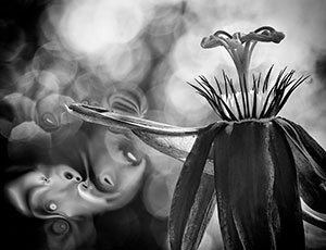 Motherwort by Susan C. Larkin