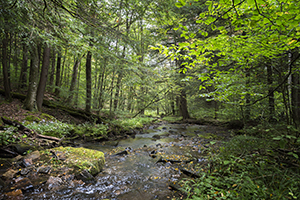 Allegany Forest by John Solberg