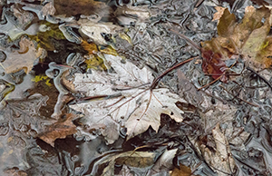 White Leaf by Luann Pero