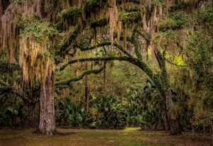 Path Through the Oaks by Chip Evra