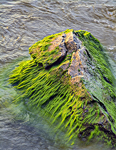 Webster Pier by Carl Crumley