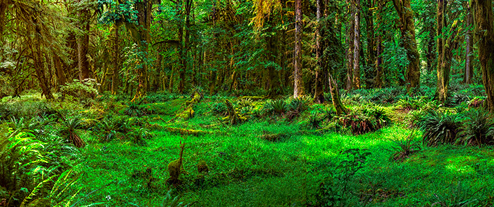 Garden of Eden by David Bleich