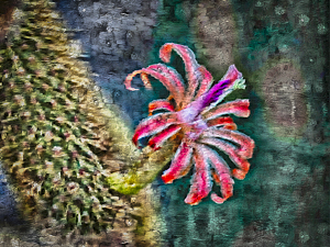 Cactus Flower by Michelle Turner