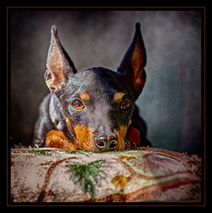 Art of Pixie by Sarah Connaughton