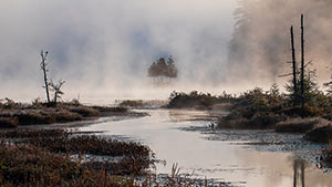 Ethereal Bog by Debbie Nawoczenski.jpg