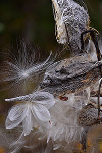 Renewal by Michael Shoemaker