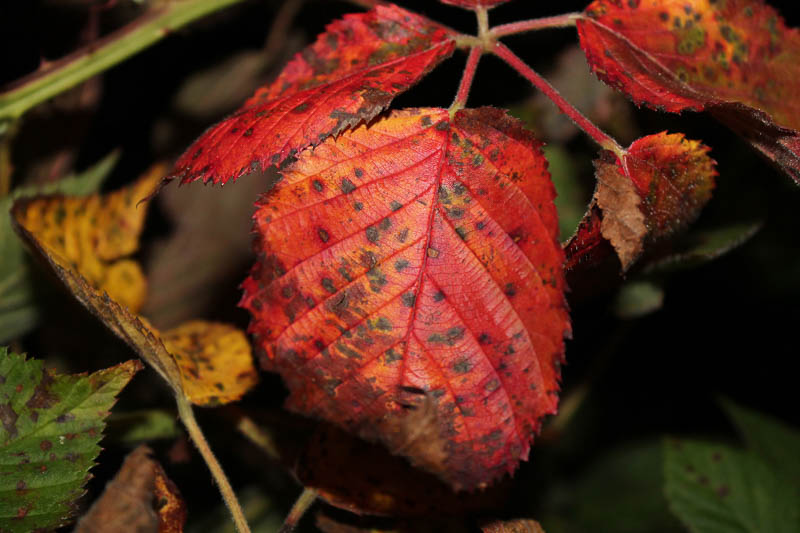 DiFranesco - Aquinas