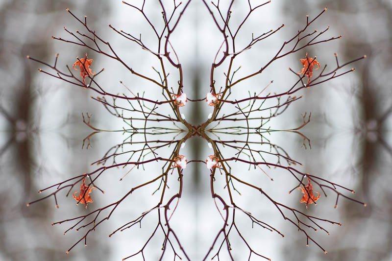 Allen-5 Wheatland-Chili