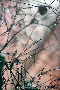 Abstract Dew Drops by Luann Pero