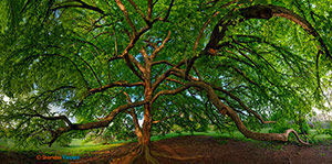 Katsura - Highland Park by Sheridan Vincent