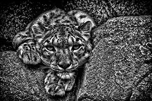 On the Rocks by Don DeLong