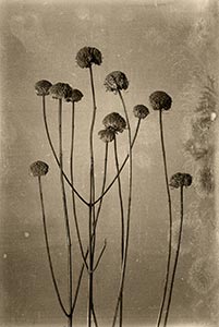 Wild Bergamont by Don Menges