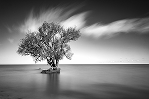 In the Water by David Drexler