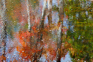 Fall Reflection by Joyce Freitas