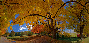 Yellow Leaf Road Redeux by Sheridan Vincent