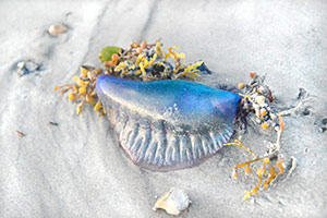 Still Life with Jelly Fish by d dargan teska