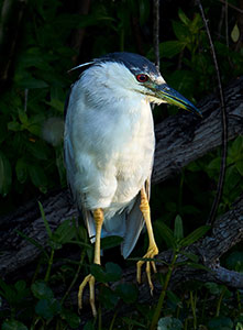Black-Crowned Night Heron by Dick Beery