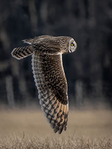Owl Wing by Tom Kredo