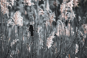 Twilight by Julie Oldfield