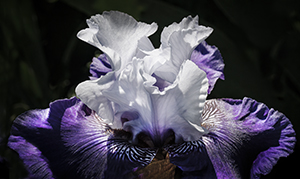 Ruffled Beauty by Luann Pero