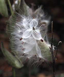 Milkweed by Rick Waugh