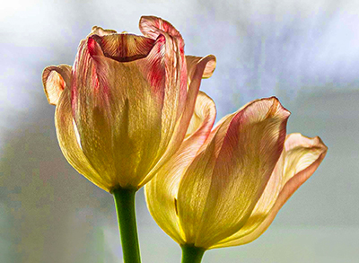 Translucent Tulips by Sue Rossi