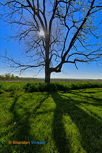 Spring Shadows by Sheridan Vincent