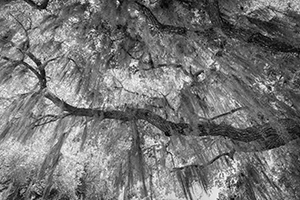 Mossy Oak by Joe Jech