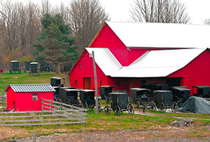 Carriage Corral by Joe Occihipinti
