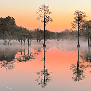 Cypress Dawn by Paul Yarnall